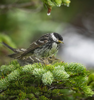 Blackpoll Warbler, NL