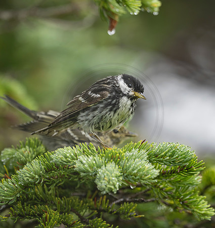 Blackpoll Warbler, NL