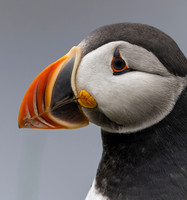 NL