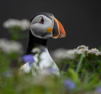 PUFFINS