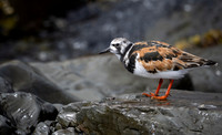 Rudy Turnstone NL