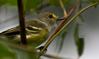 immature white eyed vireo