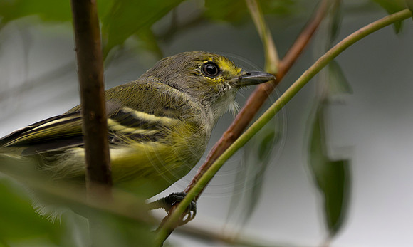 immature white eyed vireo