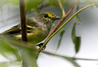 immature white eyed vireo