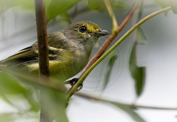 immature white eyed vireo