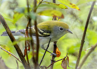 Chestnut sided warbler