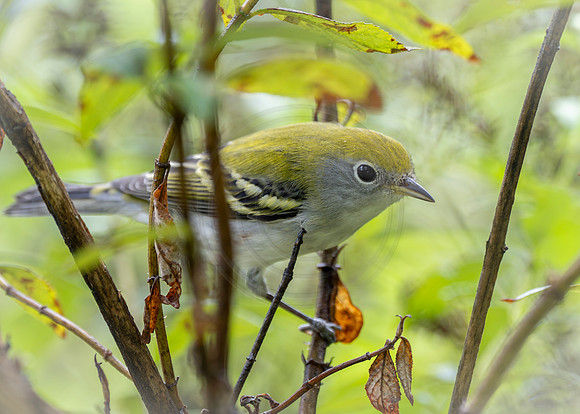 Chestnut sided warbler