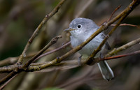 Blue-Gray Gnatcatcher
