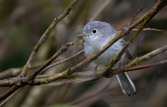 Blue-Gray Gnatcatcher