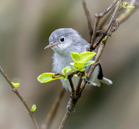 Blue-Gray Gnatcatcher