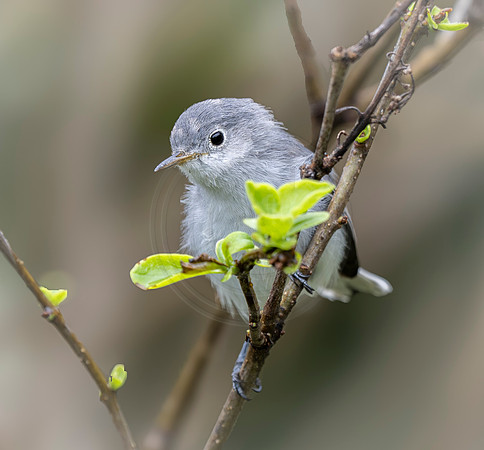 Blue-Gray Gnatcatcher
