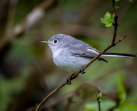 Blue-Gray Gnatcatcher