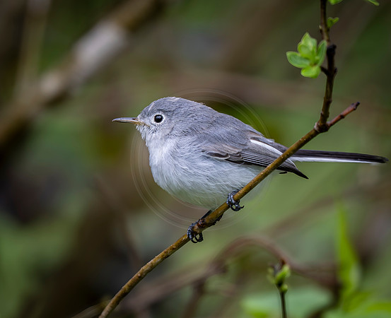 Blue-Gray Gnatcatcher
