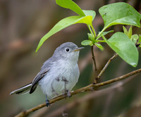 Blue-Gray Gnatcatcher