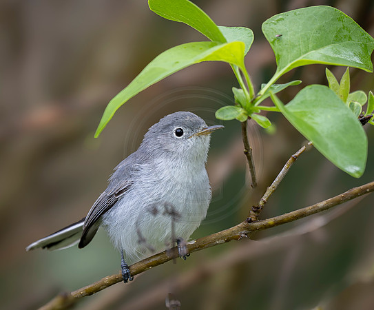 Blue-Gray Gnatcatcher