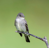 Eastern Wood Pewee