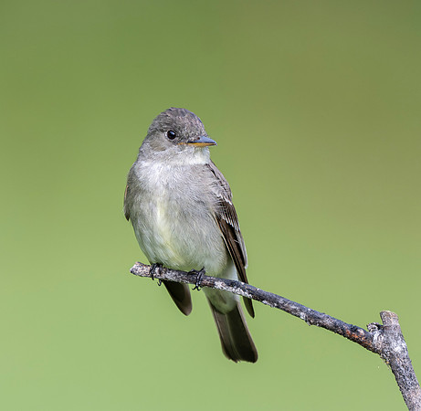 Eastern Wood Pewee