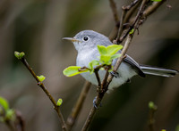 Blue-Gray Gnatcatcher