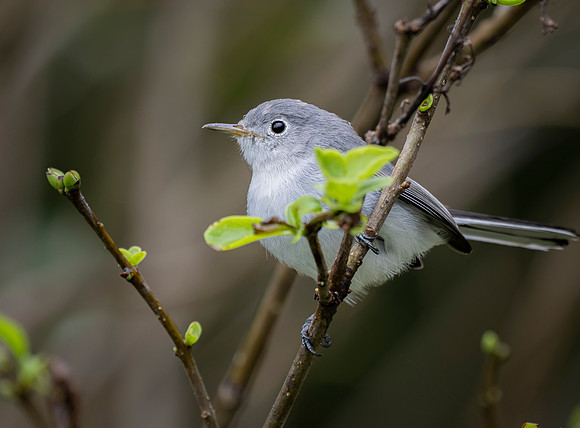 Blue-Gray Gnatcatcher
