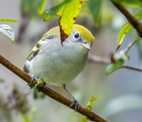 Chestnut sided warbler