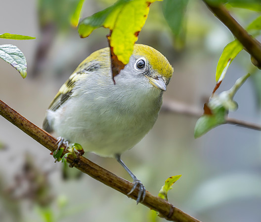 Chestnut sided warbler