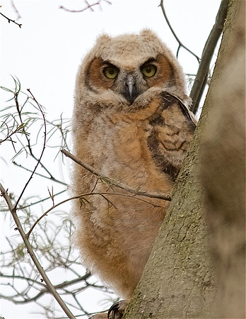 Great horned owlet