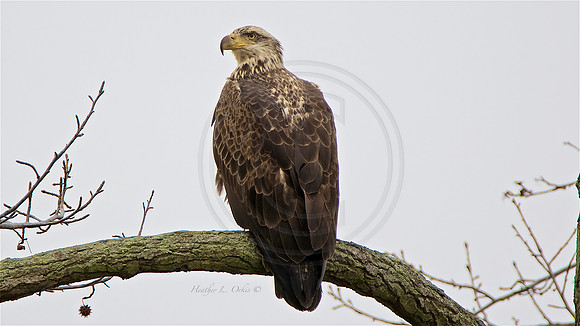 3 year old Bald Eagle