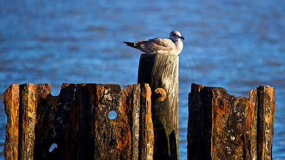 Port Mahon Delaware