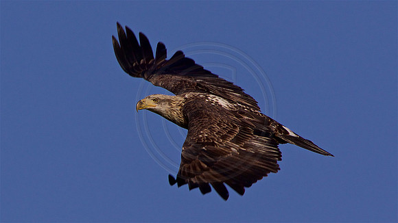 Young Eagle