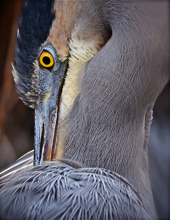 GBH