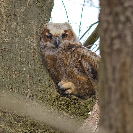 Great horned owlet