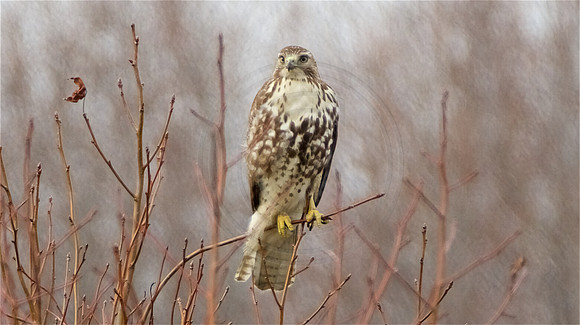 Female Harrier