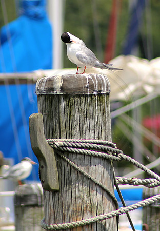 Common Turn, Georgetown Marina