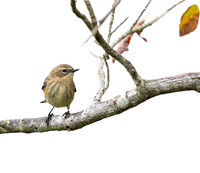 yellow rumped warbler