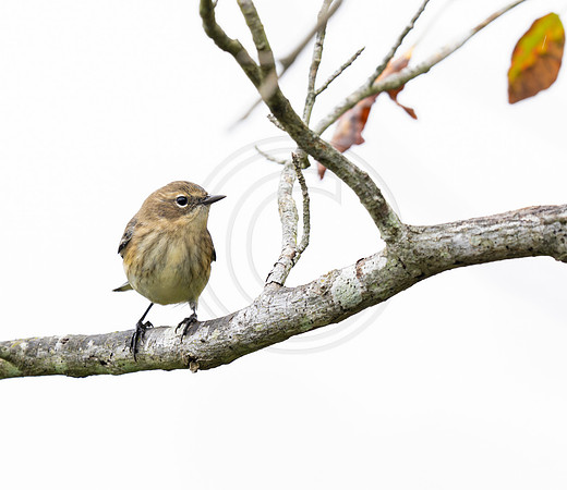 yellow rumped warbler