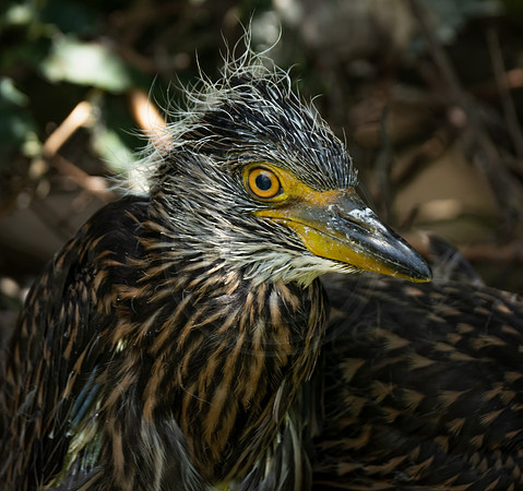 Yellow Crowned Night Heron chick