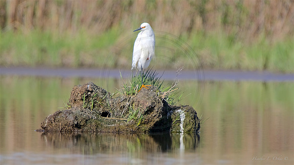 Snowy Egret Kent Co