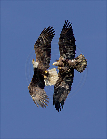 Courtship
