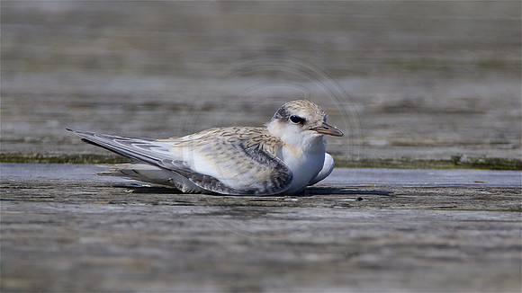 Tern