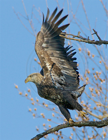 Young Eagle
