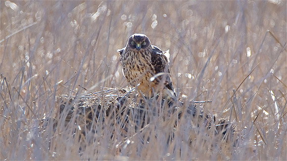 Female Northern Harrier