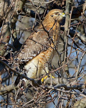 Red-Shouldered Hawk