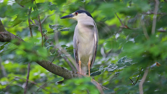 Black-Crowned Night Heron
