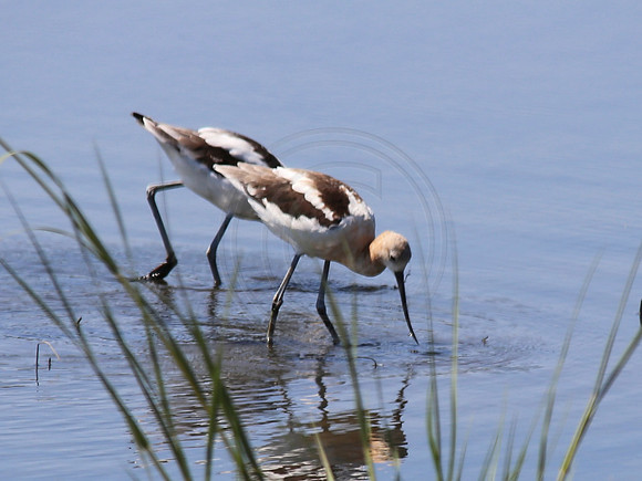 Avocet Bombay Hook, Delaware