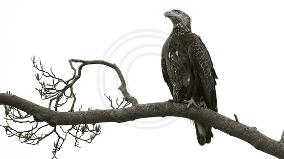 3 year old Bald Eagle