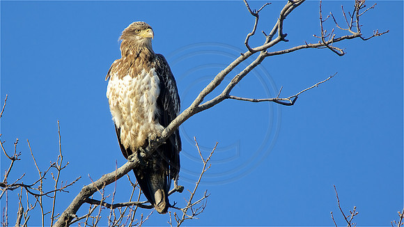 1 year old Bald Eagle