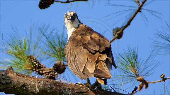 Male Osprey