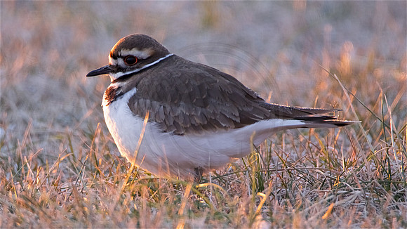 Killdeer