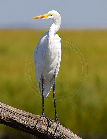 Great Egret