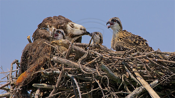 Female Osprey with her young, Neavitt, MD